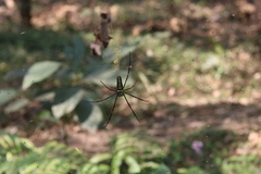 Nephila pilipes