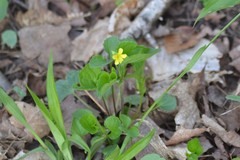 Viola eriocarpa