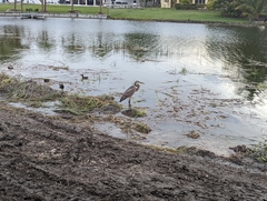 Ardea herodias