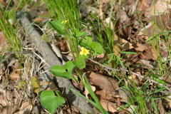 Viola eriocarpa