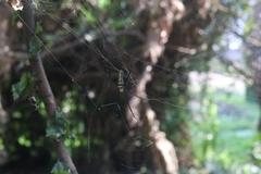 Nephila pilipes