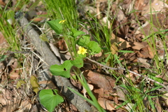 Viola eriocarpa