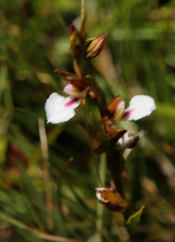 Image of Neobolusia tysonii by (c) Tony Rebelo, some rights reserved (CC BY-SA)