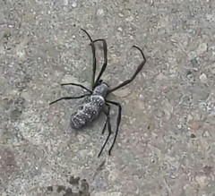 Trichonephila sexpunctata