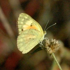 Colotis amata