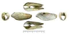 Barnea manilensis
