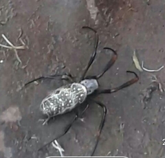 Trichonephila sexpunctata