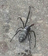 Trichonephila sexpunctata