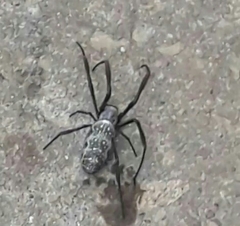 Trichonephila sexpunctata