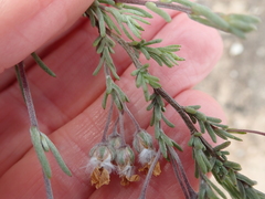 Eriocephalus punctulatus