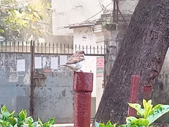 Passer domesticus