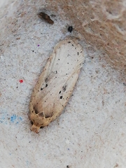Agonopterix yeatiana