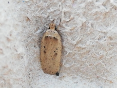 Agonopterix yeatiana