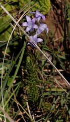 Wahlenbergia fasciculata