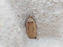 Agonopterix yeatiana