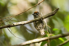 Picumnus exilis pernambucensis