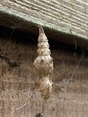 Aglais urticae