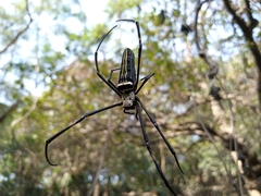 Nephila pilipes