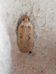 Agonopterix yeatiana