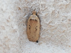 Agonopterix yeatiana