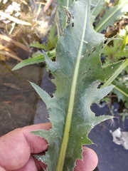 Cirsium canum