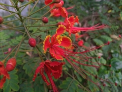 Caesalpinia pulcherrima