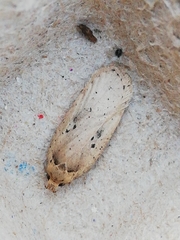 Agonopterix yeatiana