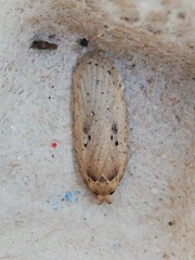 Agonopterix yeatiana