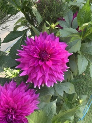 Dahlia pinnata