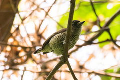 Picumnus exilis pernambucensis