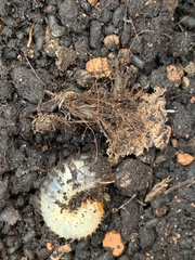Oryctes nasicornis
