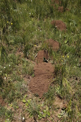 Cryptomys hottentotus