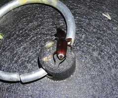 Stenomorphus