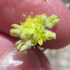 Eriogonum lachnogynum