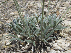 Eriogonum lachnogynum