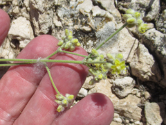 Eriogonum lachnogynum