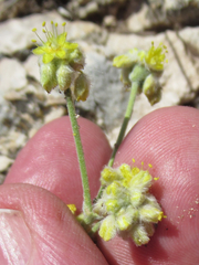 Eriogonum lachnogynum