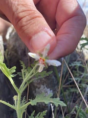 Blumenbachia insignis