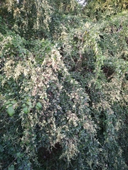 Pithecellobium dulce