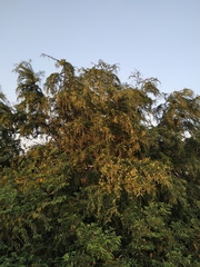 Pithecellobium dulce