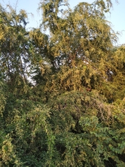 Pithecellobium dulce