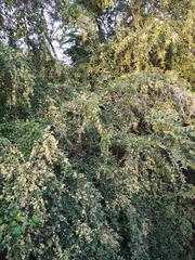 Pithecellobium dulce