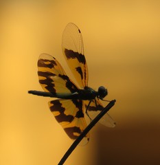Rhyothemis variegata