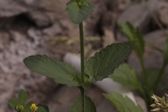 Scrophularia scopolii