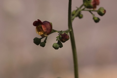 Scrophularia scopolii