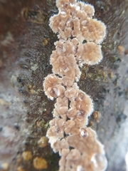 Cylindrobasidium evolvens