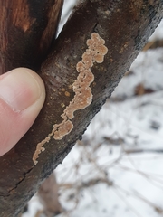 Cylindrobasidium evolvens