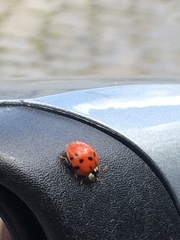 Harmonia axyridis