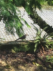 Mimus saturninus