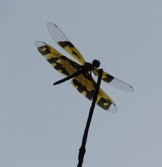 Rhyothemis variegata